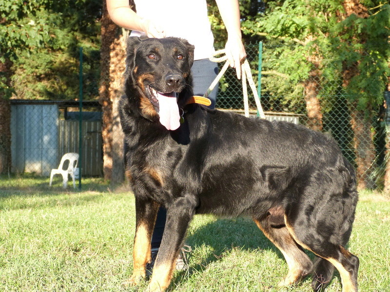 BEAUCERONS A ADOPTER à POITIERS Helios13