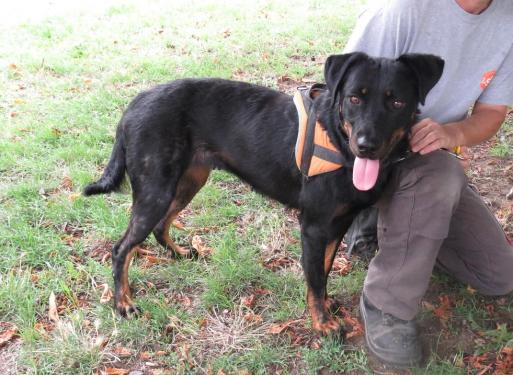 LOUNA, beauceronne née en 2015 Louna210