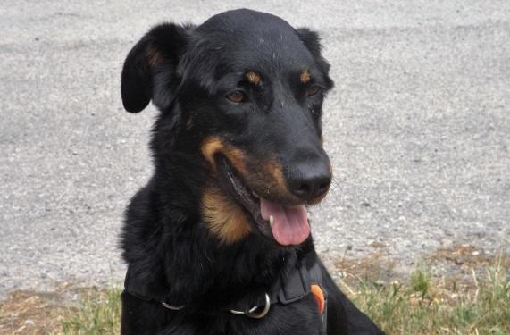 Missy, beauceronne née en 2016 Missy10