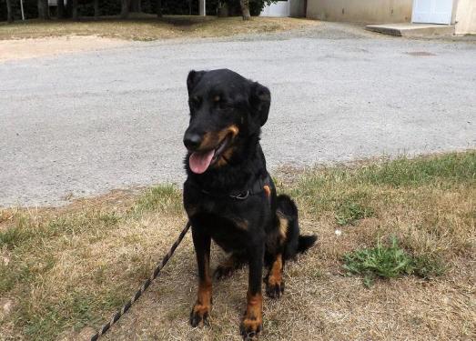 Missy, beauceronne née en 2016 Missy210