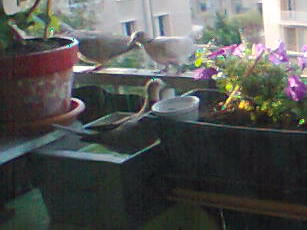 TOURTERELLES - tourterelles sur mon balcon - Page 2 Photo025