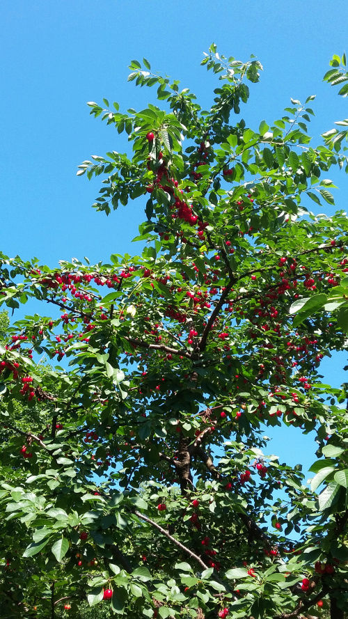 Fruits chez Le Grand Duc Cerise13