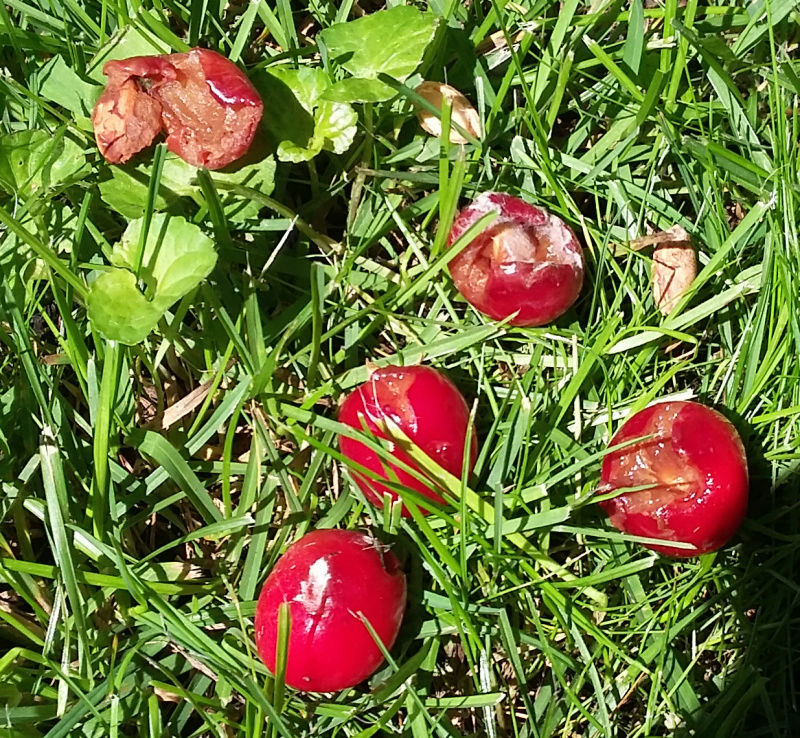 Fruits chez Le Grand Duc Cerise16