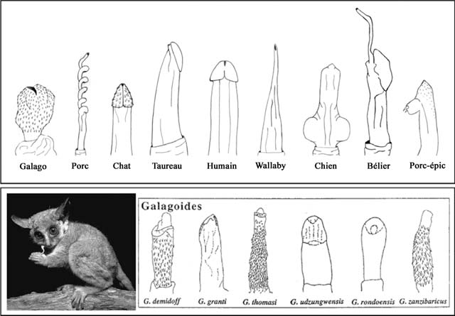 [Jeu] Association d'images - Page 10 Penis_10