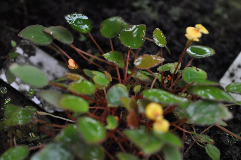 Visite de courtoisie aux bégonias du JB de Lyon Jardin60