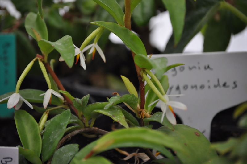 Begonia polygonoides (épiphyte) Jullet11