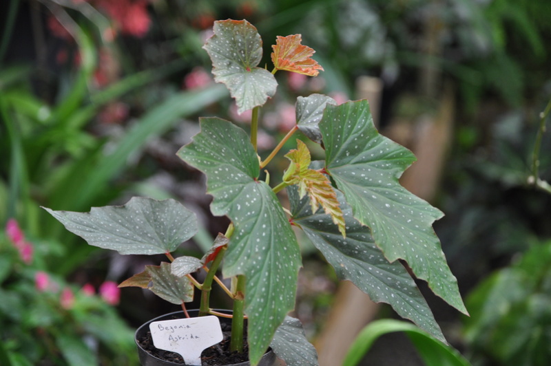 Begonia 'Astrida' (bambusiforme) Jullet12
