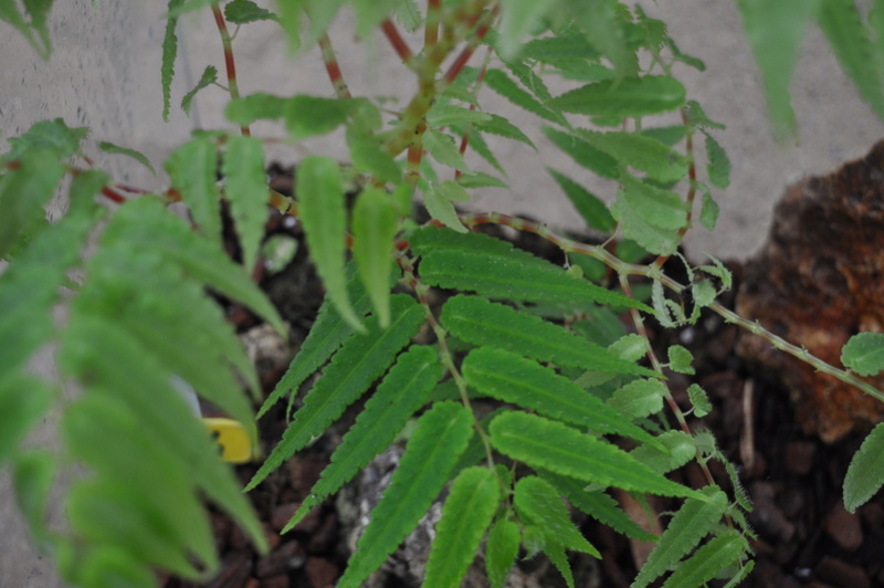 Begonia pteridiformis Septem62