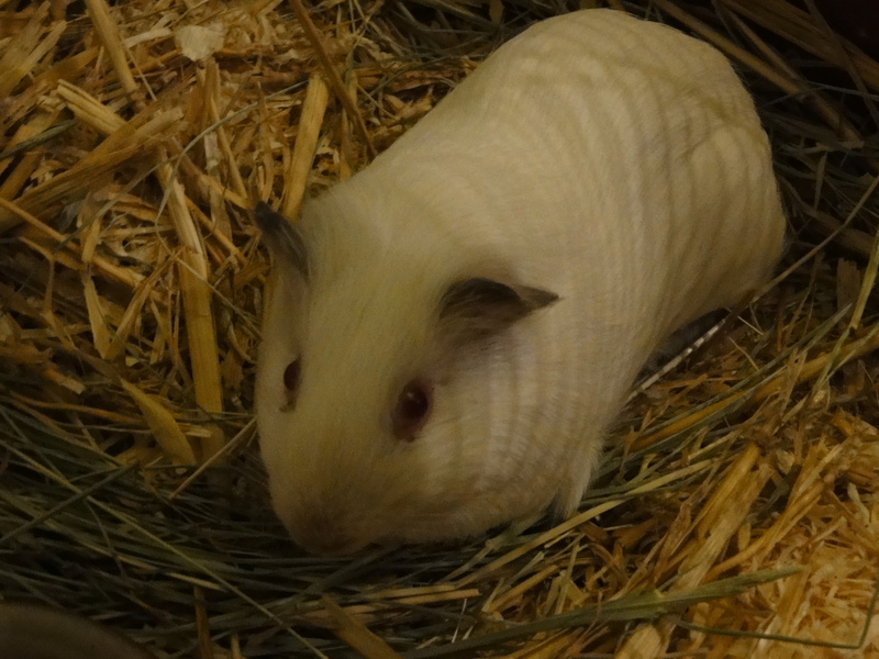 bb chon de 3 mois avec une patte abîmée.. cours sur 3 pattes. Dsc07921