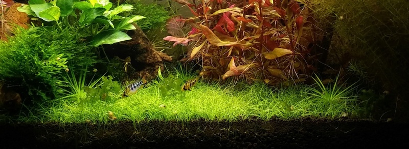 Population pour 120L planté, 1er aquarium 20170810