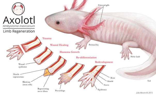 Axolotl malade Axolot10
