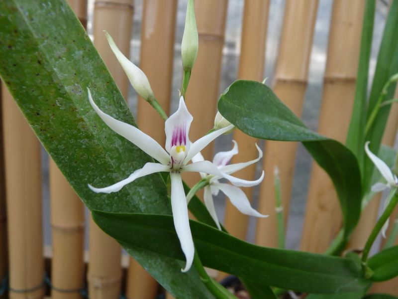 Encyclia Bulbosa Encycl11