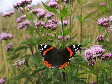 MARIPOSAS Peregr10