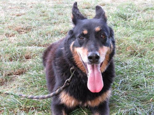 ZORA, femelle beauceron X berger allemand née en 2005 32494310