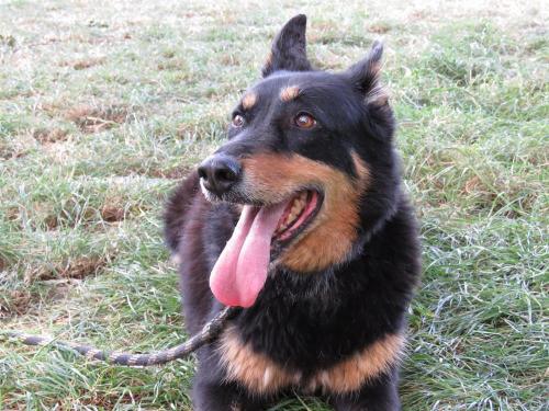 ZORA, femelle beauceron X berger allemand née en 2005 32494312