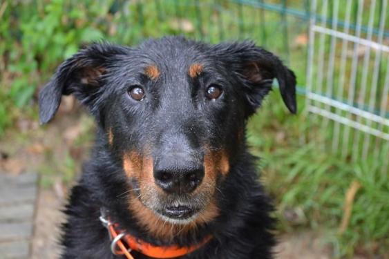 DALI , mâle beauceron né en en 2008 33126113