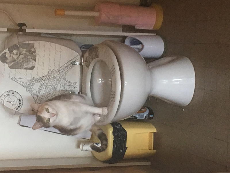 JOUBA, chatte européenne tricolore, née en 2014 Img_2710