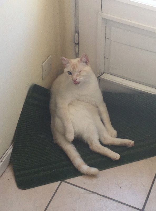 Lancôme, jeune chat mâle crème "red point", né en novembre 2015, EN DON LIBRE Img_3017