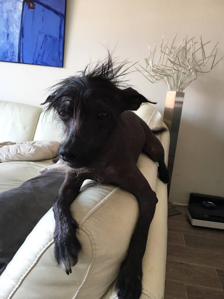 Caramel chien chinois à crête à l'adoption Scooby France  Adopté  20403710