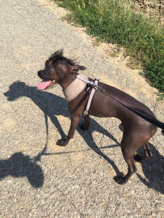 Caramel chien chinois à crête à l'adoption Scooby France  Adopté  22054610