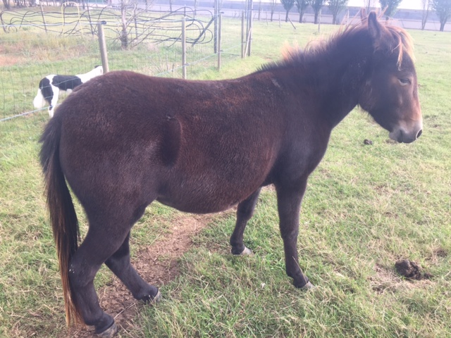 ENIGMA - ONC Mule née en 2014 - adoptée en septembre 2016 par Gwenaëlle Img_0019