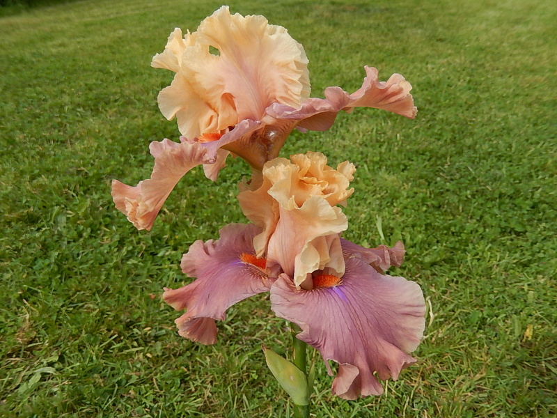 Iris 'Glamazon' - Barry Blyth 2007 Glamaz15