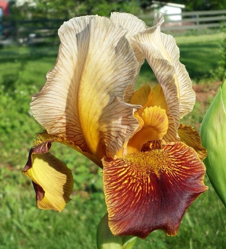 Iris arilbred (AR) Iris_r10