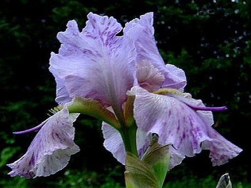 Iris arilbred (AR) Kalifa10