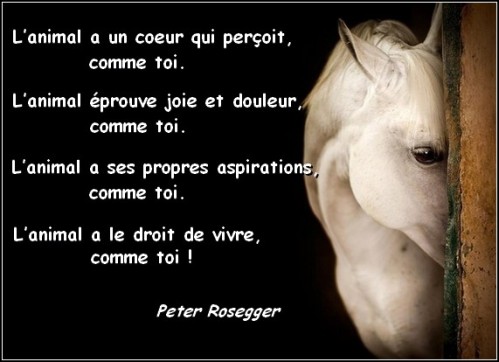 Plaidoyer pour les animaux  Image252