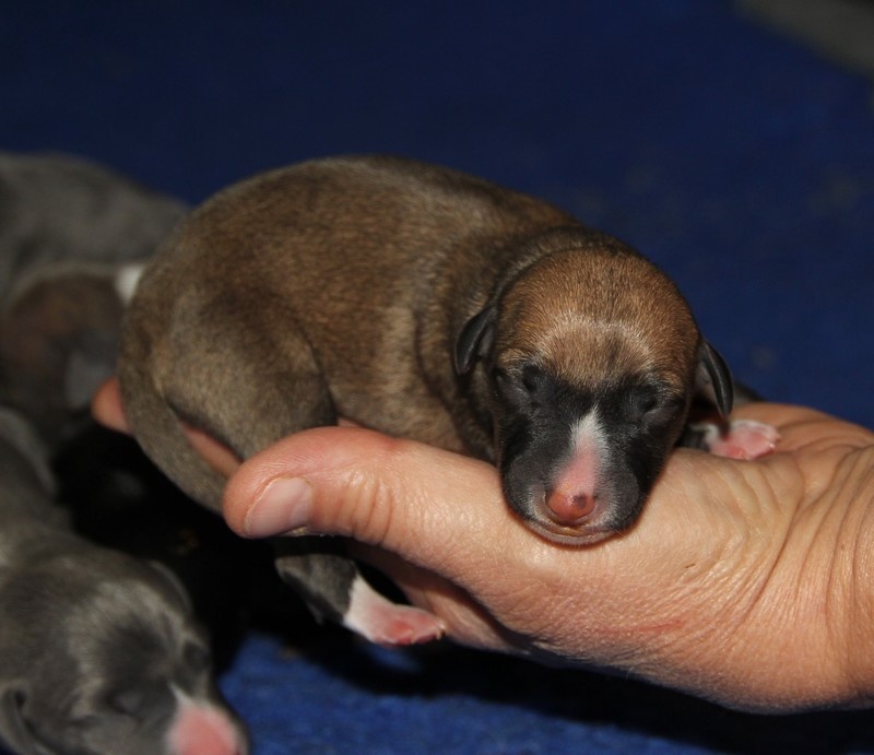 Photos de nos whippets ( ou autres lévriers ) bébés ...avant leurs 2 mois !  Image322