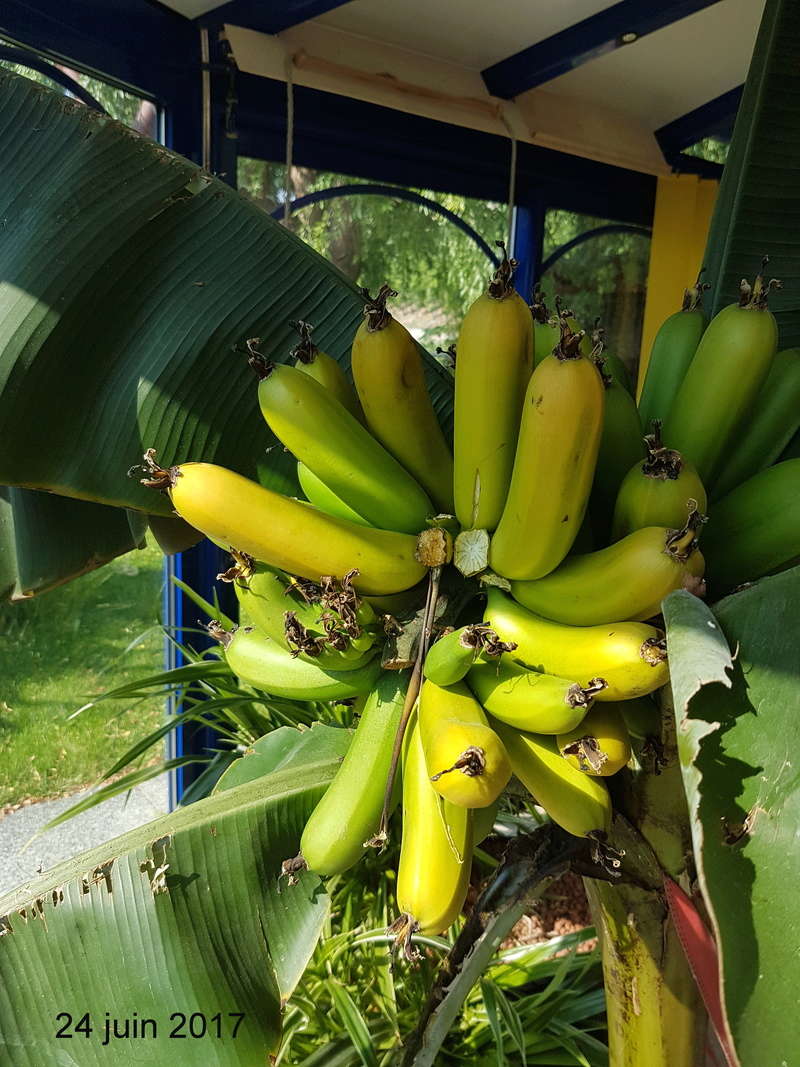Cutiver des bananes en Suisse et les manger ? 20170611