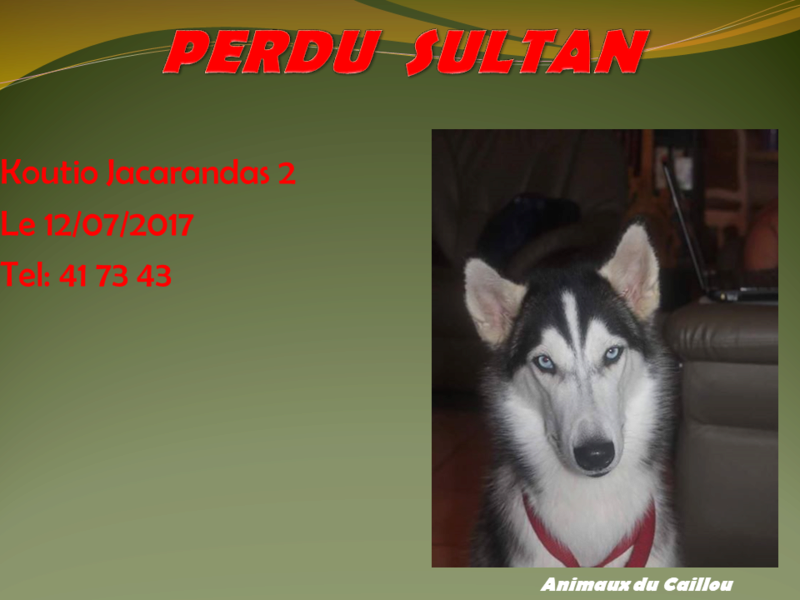 PERDU SULTAN husky gris foncé et blanc yeux bleus collier rouge à Koutio jacarandas 2 le 12/07/2017 Modele10