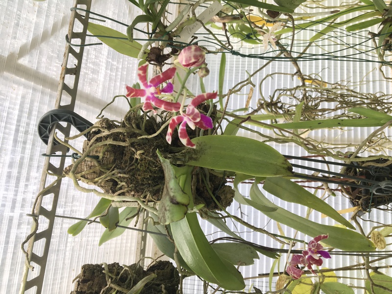 Phalaenopsis mariae x phalaenopsis pulchra Img_0711
