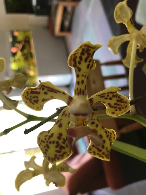 vanda lamellata x vanda denisoniana Img_8615