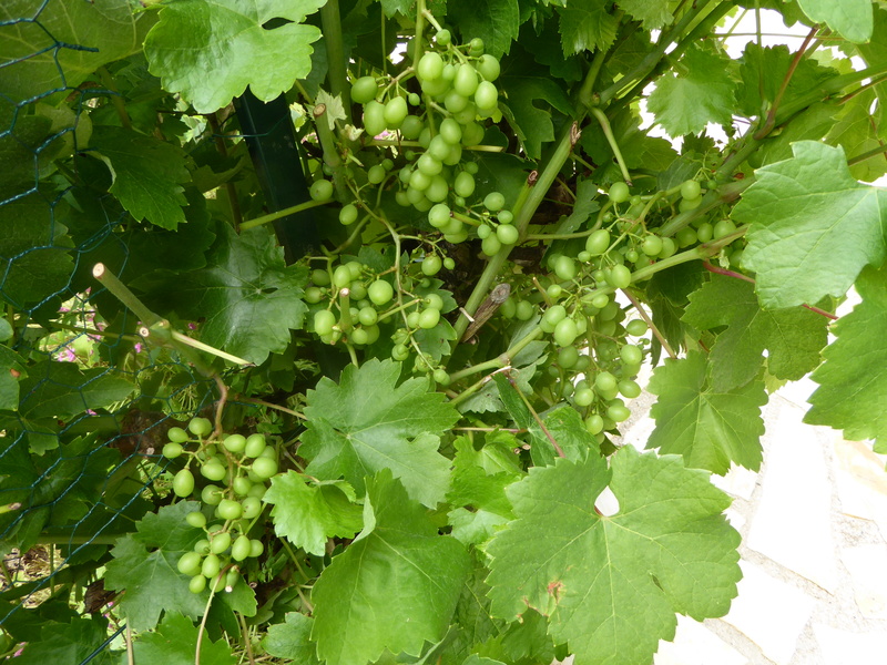 Le vignoble de Ballancourt P1030010