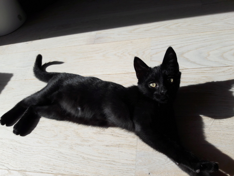 Néji, chaton noir, né le 30/05/17 20170911