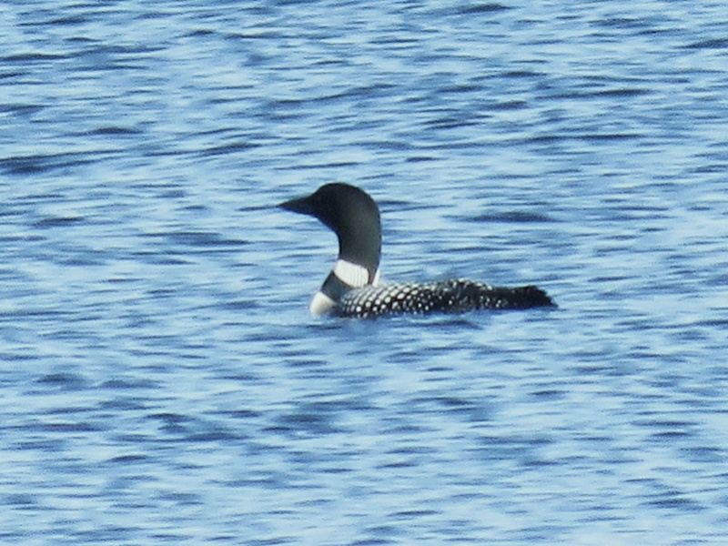 Plongeon huard 09310