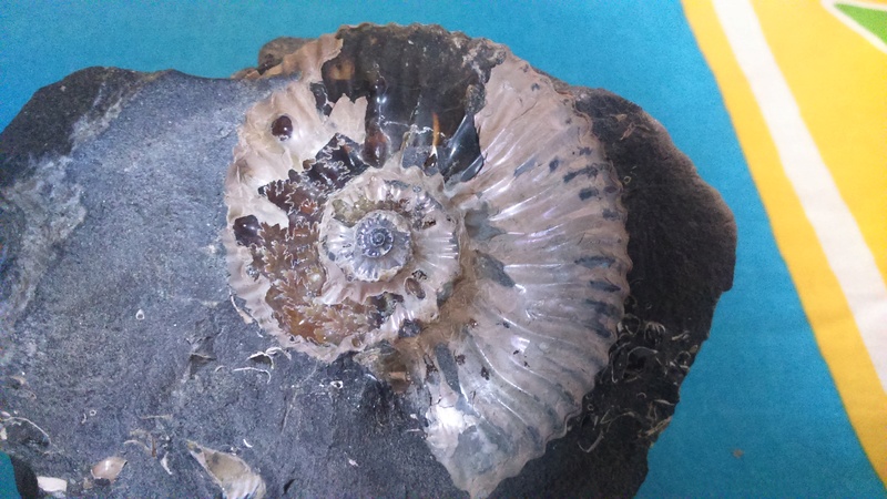 Ammonites rusos Dsc_1113