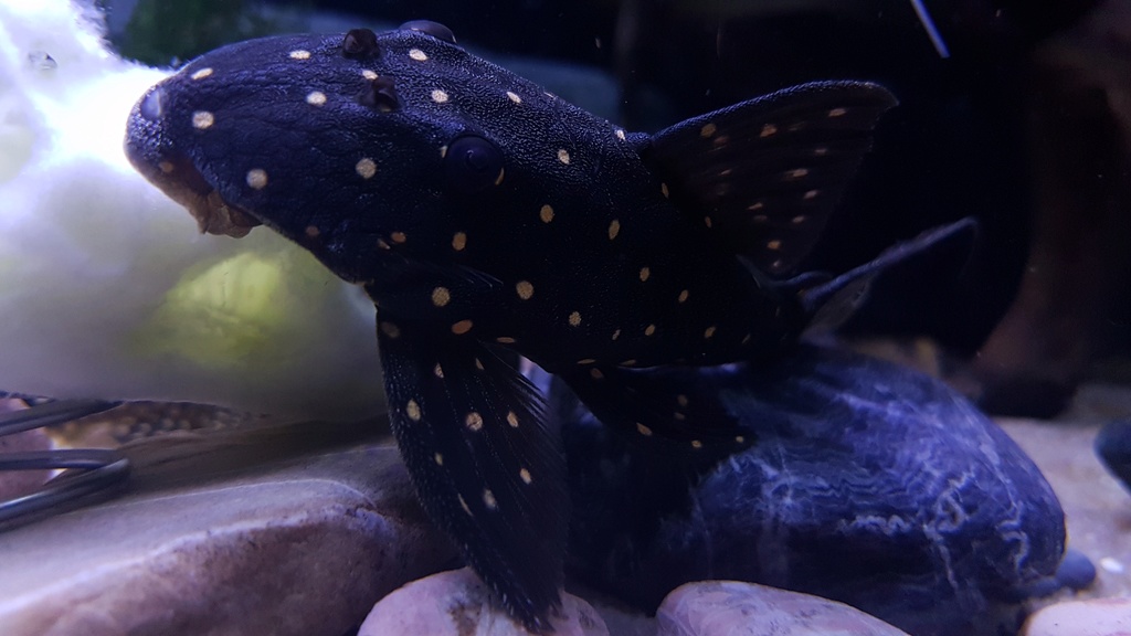 Panaqolus albomaculatus (Kanazawa, 1958) - LDA031, Mustard Spot Pleco - Página 2 20170620