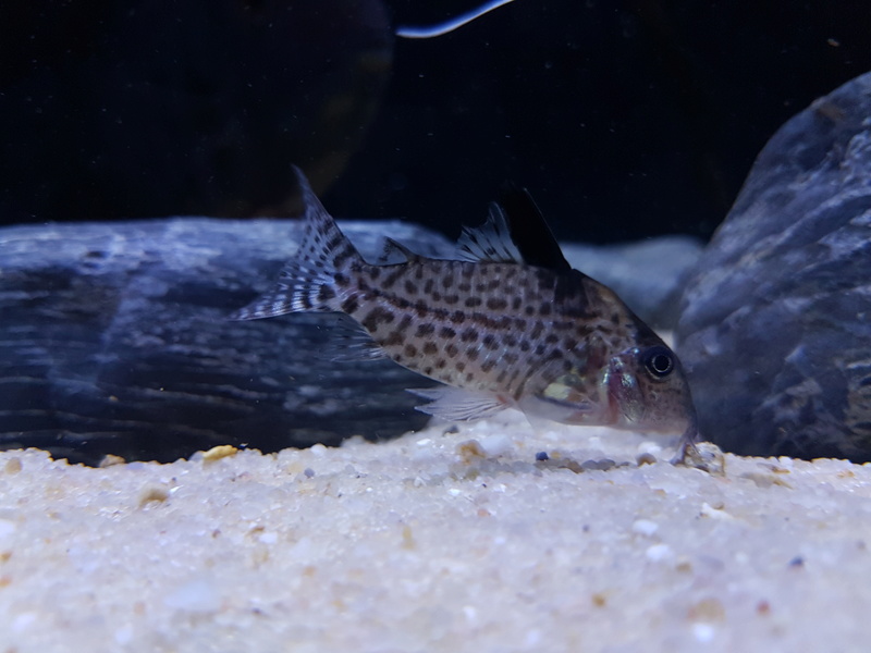 Corydora leucomela (editado el 1/11/2017) 20170714