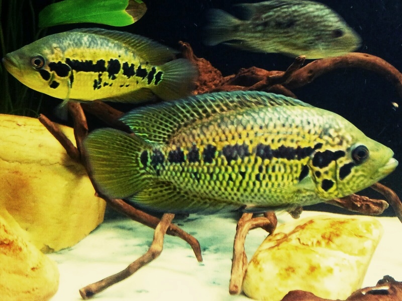 Parachromis loisellei (Bussing, 1989) _2015014