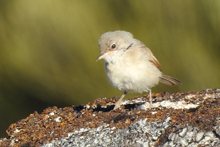 Passeriforme (Serra da Estrela) 111