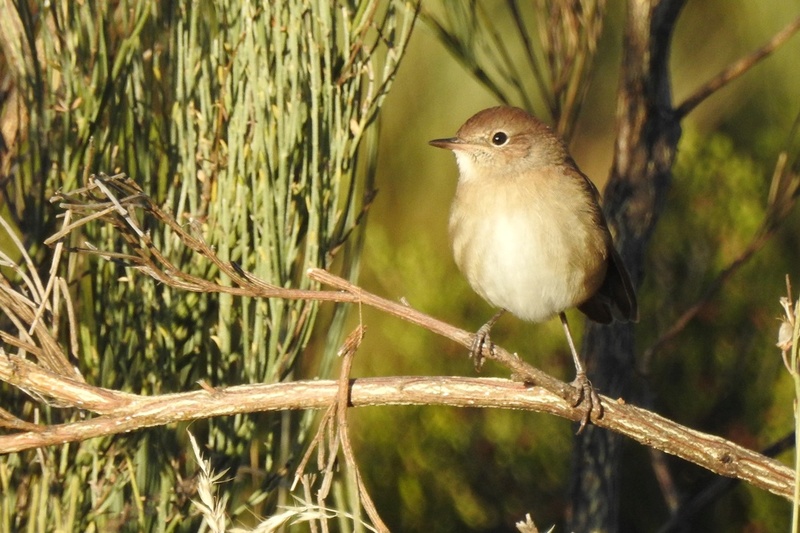 Passeriformes da Serra da Estrela 44410