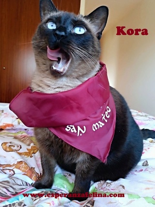 Kora, gata siamesa de dos años y medio, Álava - Página 2 Kora212