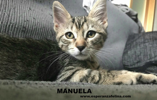 Manuela, lista y juguetona en adopción. Álava (F.N aprox: 03/05/2017) Manuel13