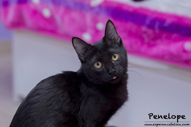 Penelope Glamour, preciosa gatita color azabache en adopción, Alava (Fecha nac, aprox:20/04/17) Penelo13