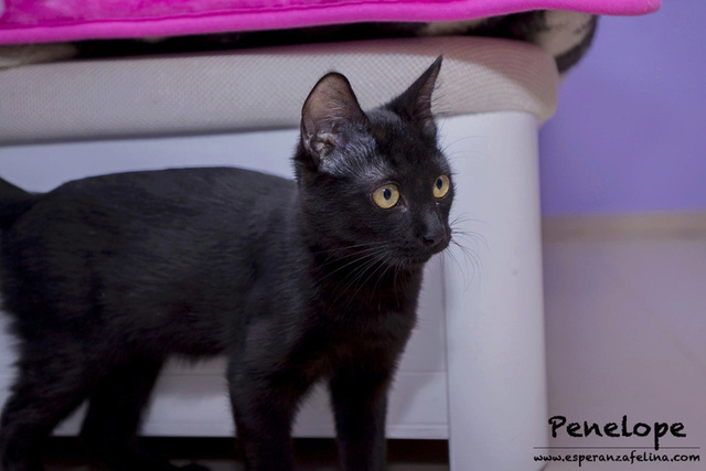 Penelope Glamour, preciosa gatita color azabache en adopción, Alava (Fecha nac, aprox:20/04/17) Penelo14
