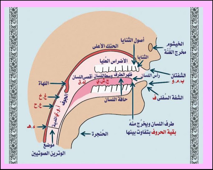 جداول مهم لمخارج الحروف وصفاتها وعلم التجويد لطالبة العلم(صور فقط) 610