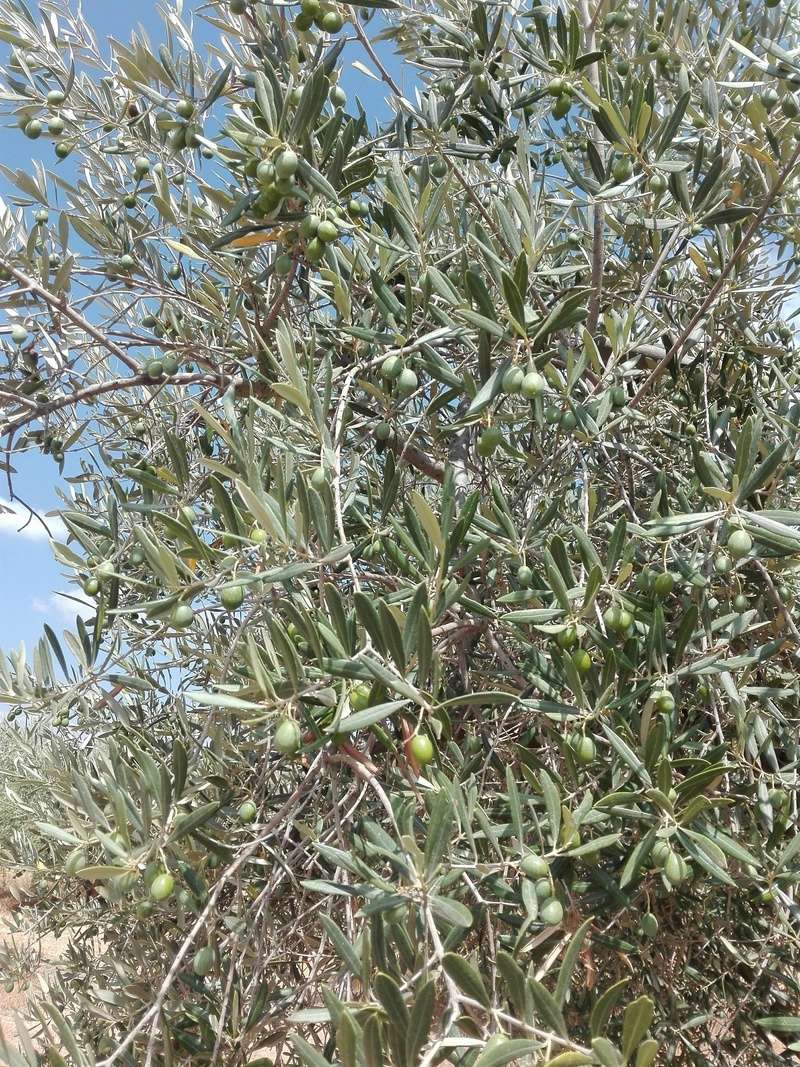 AYUDA INTERPRETACIÓN ANÁLISIS FOLIAR 2017 (ALBACETE) Img_2021