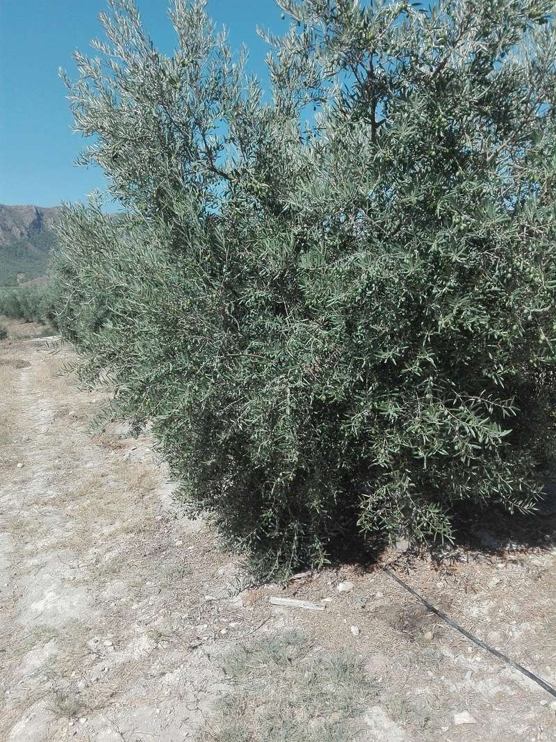 Análisis foliar julio 2017 - lumaspe (Albacete) Img_2038